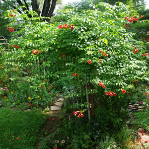 Campsis radicans